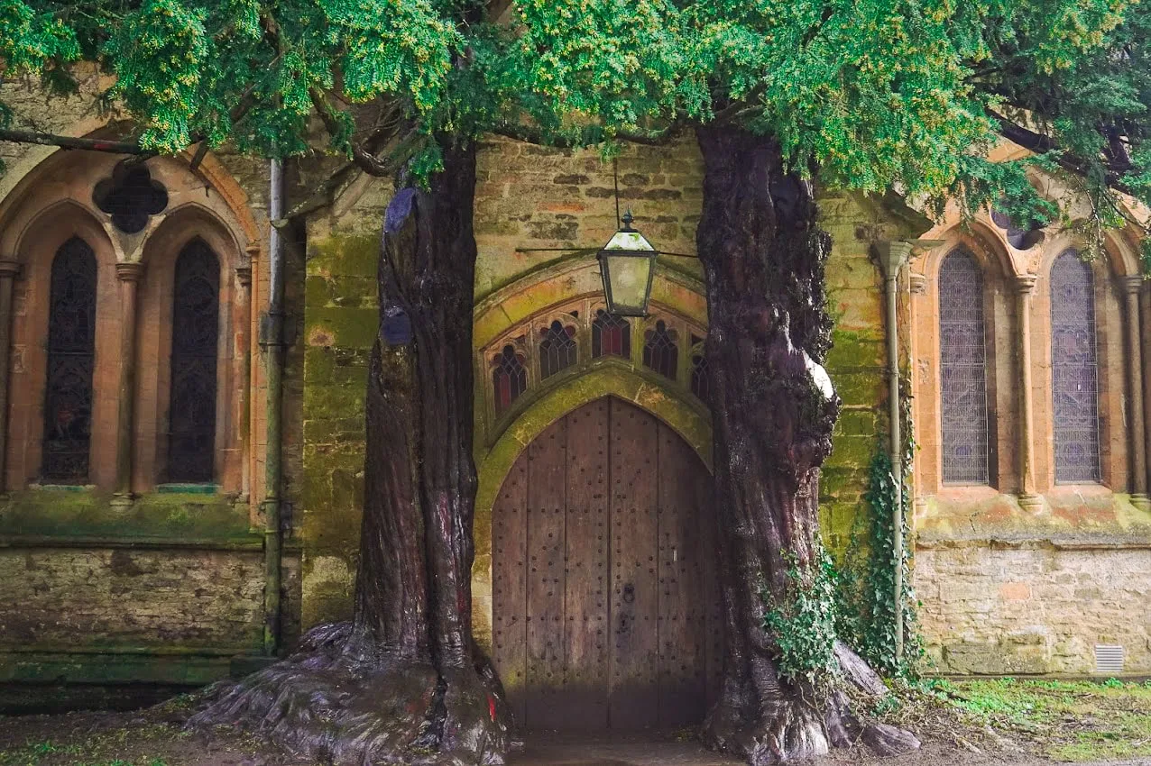 A wooden church door in Stow-on-the-Wold Cotswolds AONB nestled between two ancient trees, surrounded by ivy. Gothic windows frame the scene, evoking a mysterious, historical atmosphere.