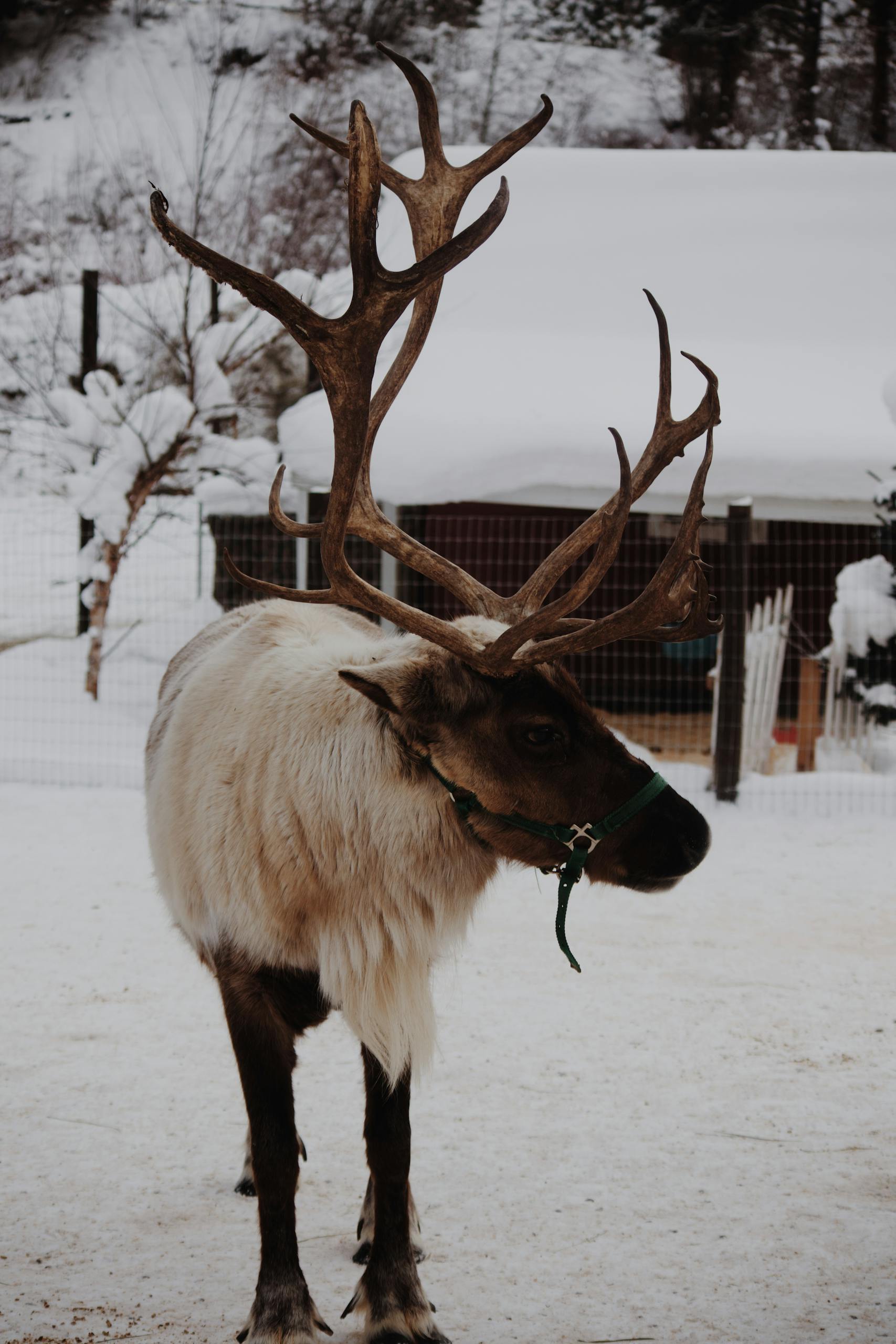 A reindeer standing gracefully in the snowy outdoors of Leavenworth, WA, showcasing its impressive antlers.