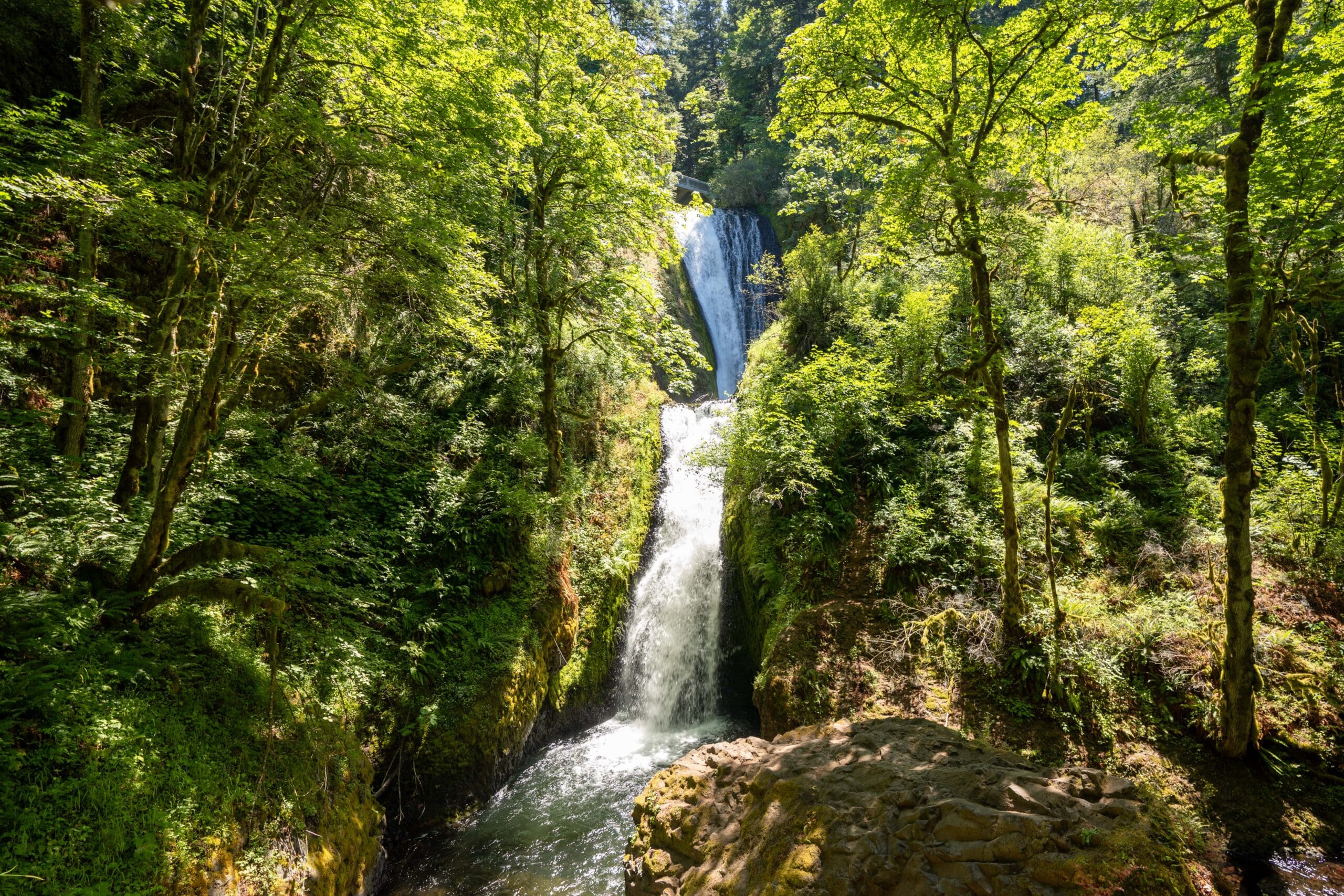 A tall waterfall cascades down a lush, green forest, sunlight filtering through the leaves. The scene is serene and vibrant, evoking tranquility.