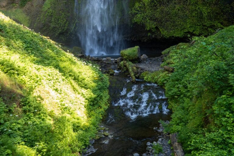 A serene waterfall cascades into a lush, green forest. Sunlight illuminates the vibrant foliage, creating a peaceful and refreshing atmosphere.