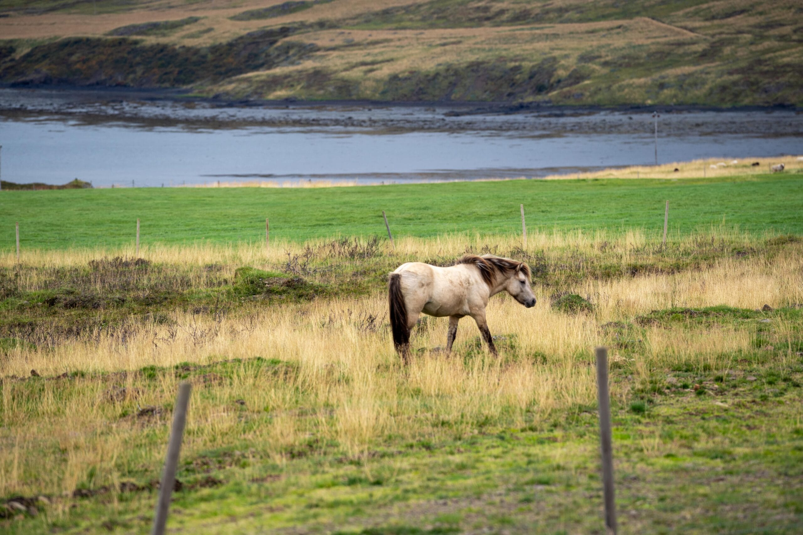 A solitary white horse grazes in a field of tall, golden grass. In the background, a serene lake and rolling hills under a cloudy sky set a tranquil scene.