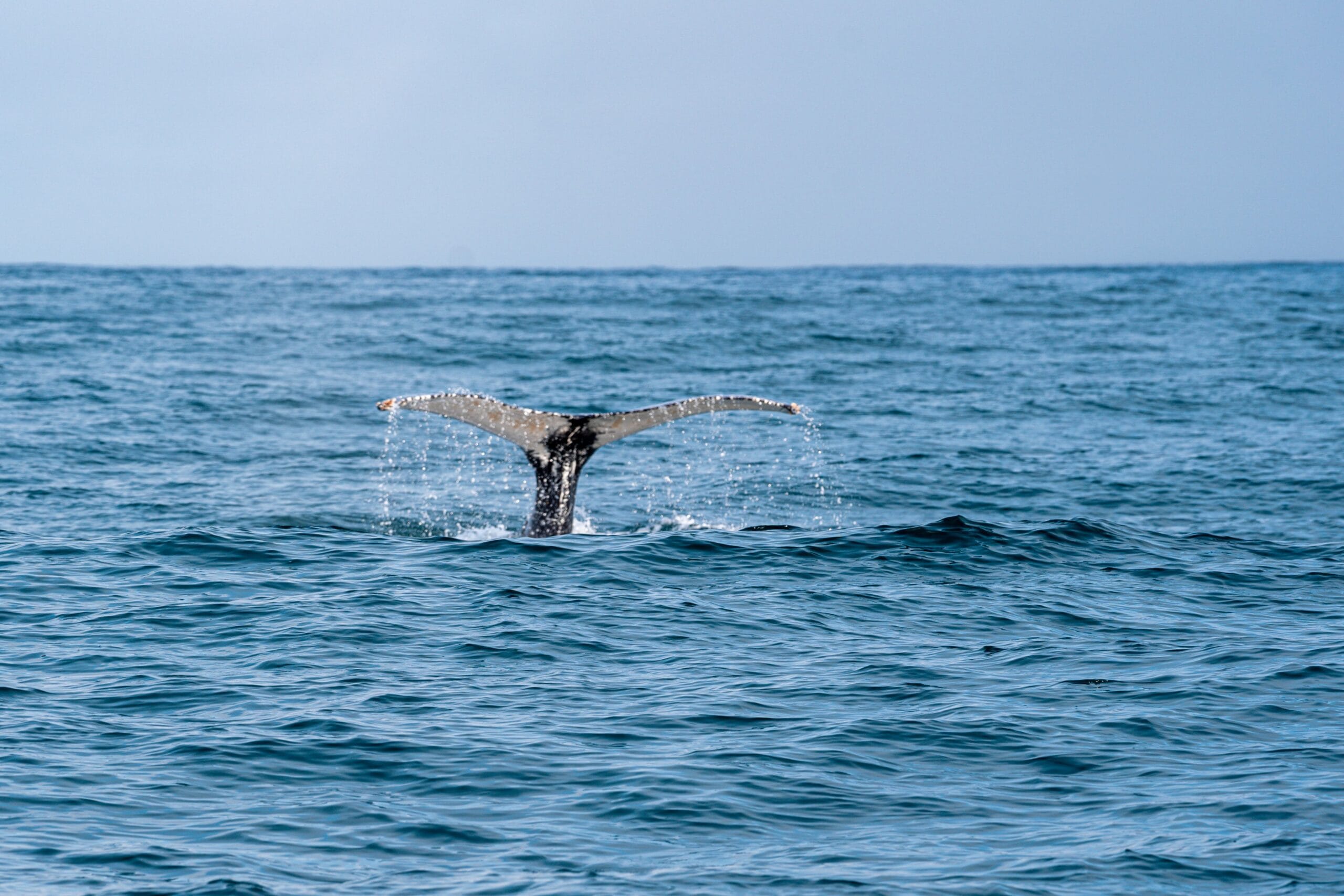 Whale tail emerges from blue ocean, droplets cascading, under a clear sky. The scene conveys tranquility and awe in a vast seascape.