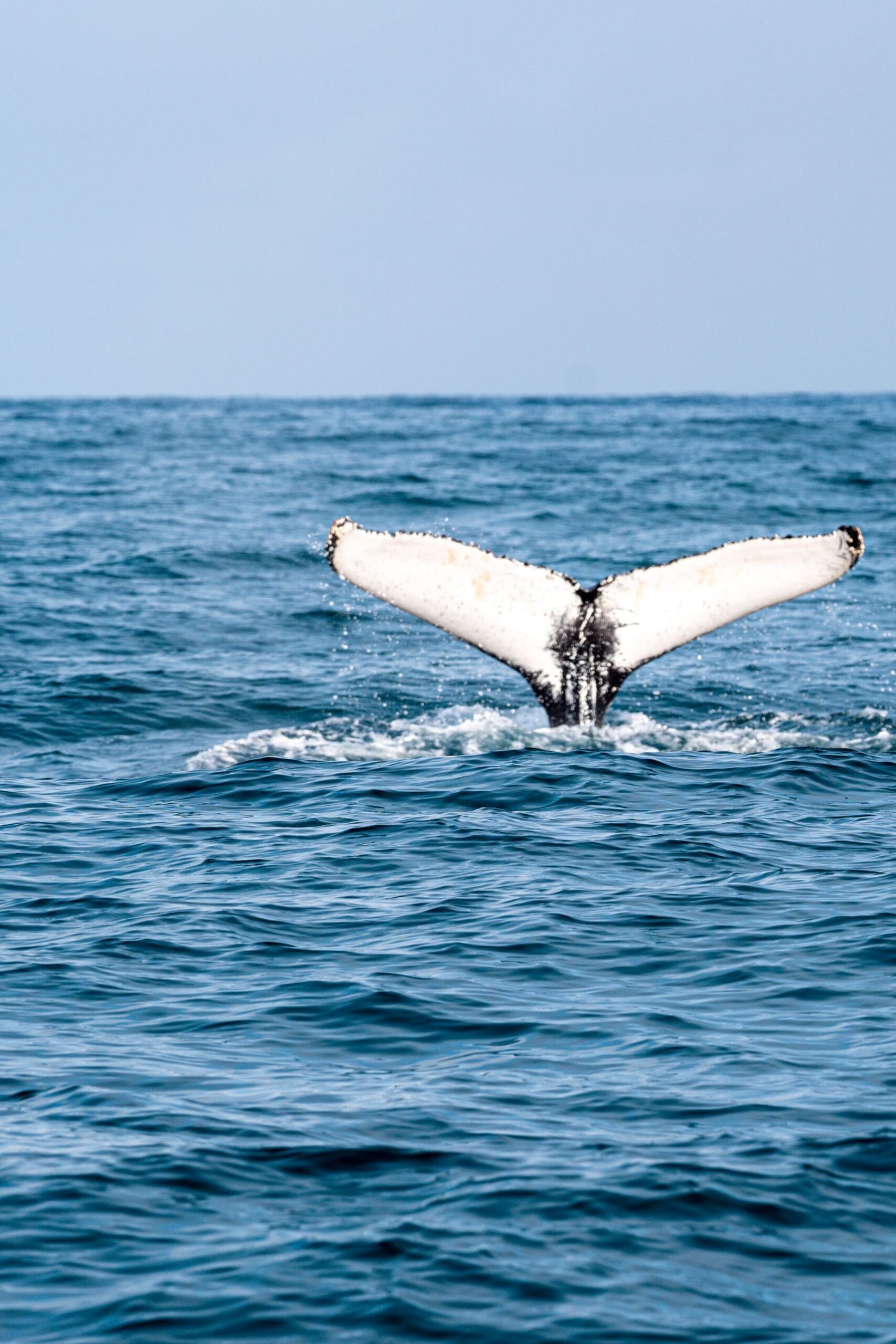 A whale's tail emerges from the blue ocean against a clear sky. The scene conveys tranquility and the majesty of marine life.