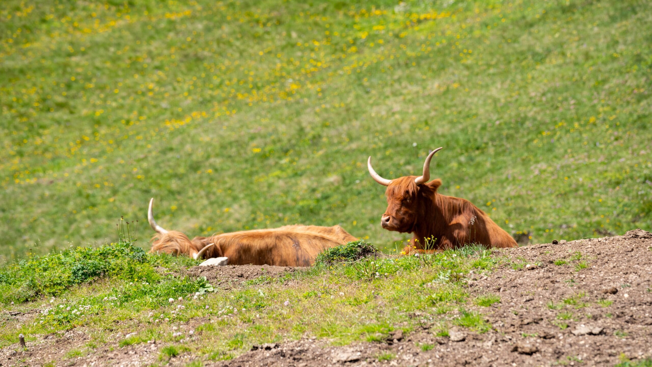 Highland cattle grazing near Alpe di Siusi at golden hour, Dolomites